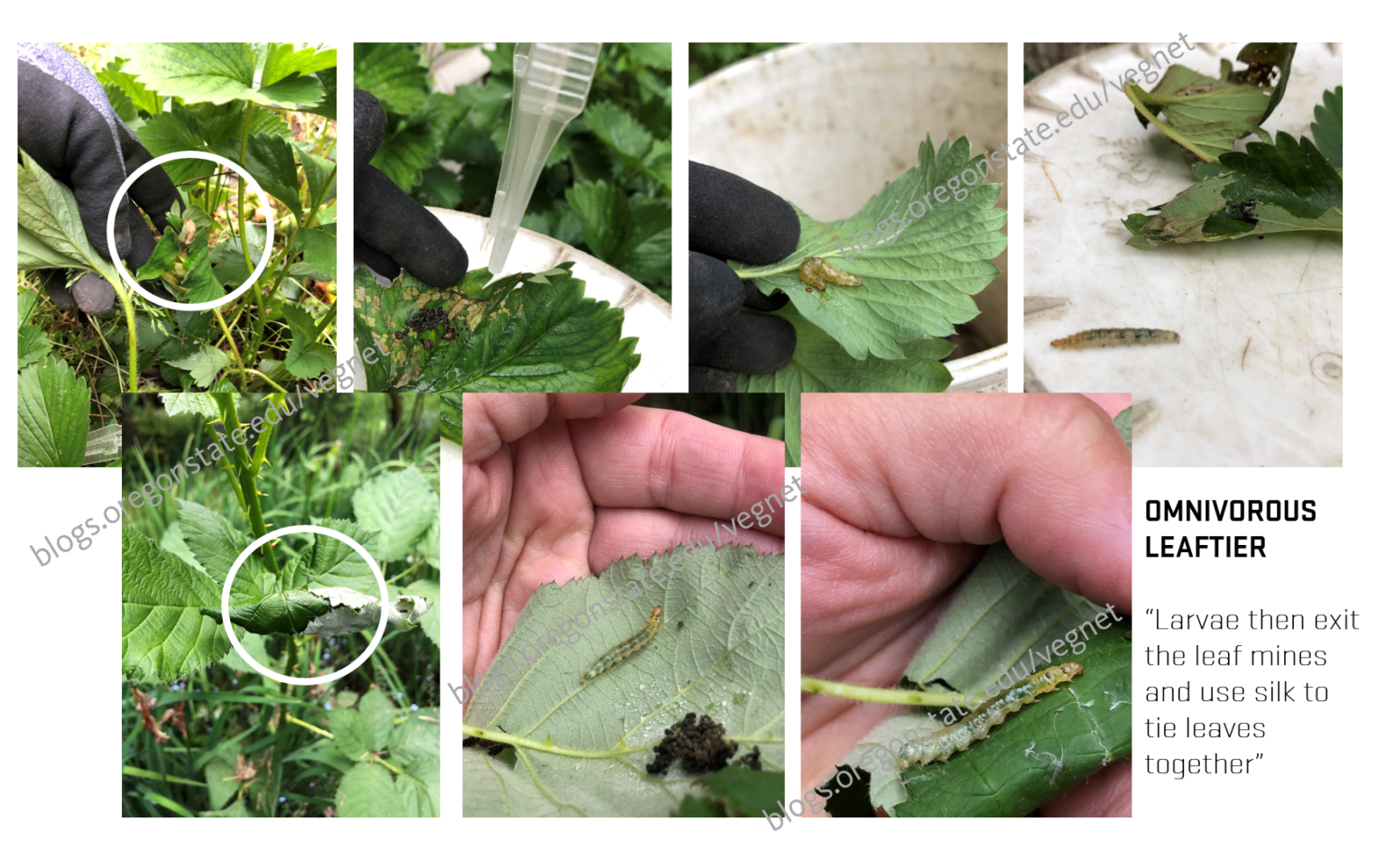 Leafrollers & Leaftiers «