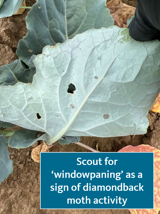 Scouting and Control of Diamondback Moth «