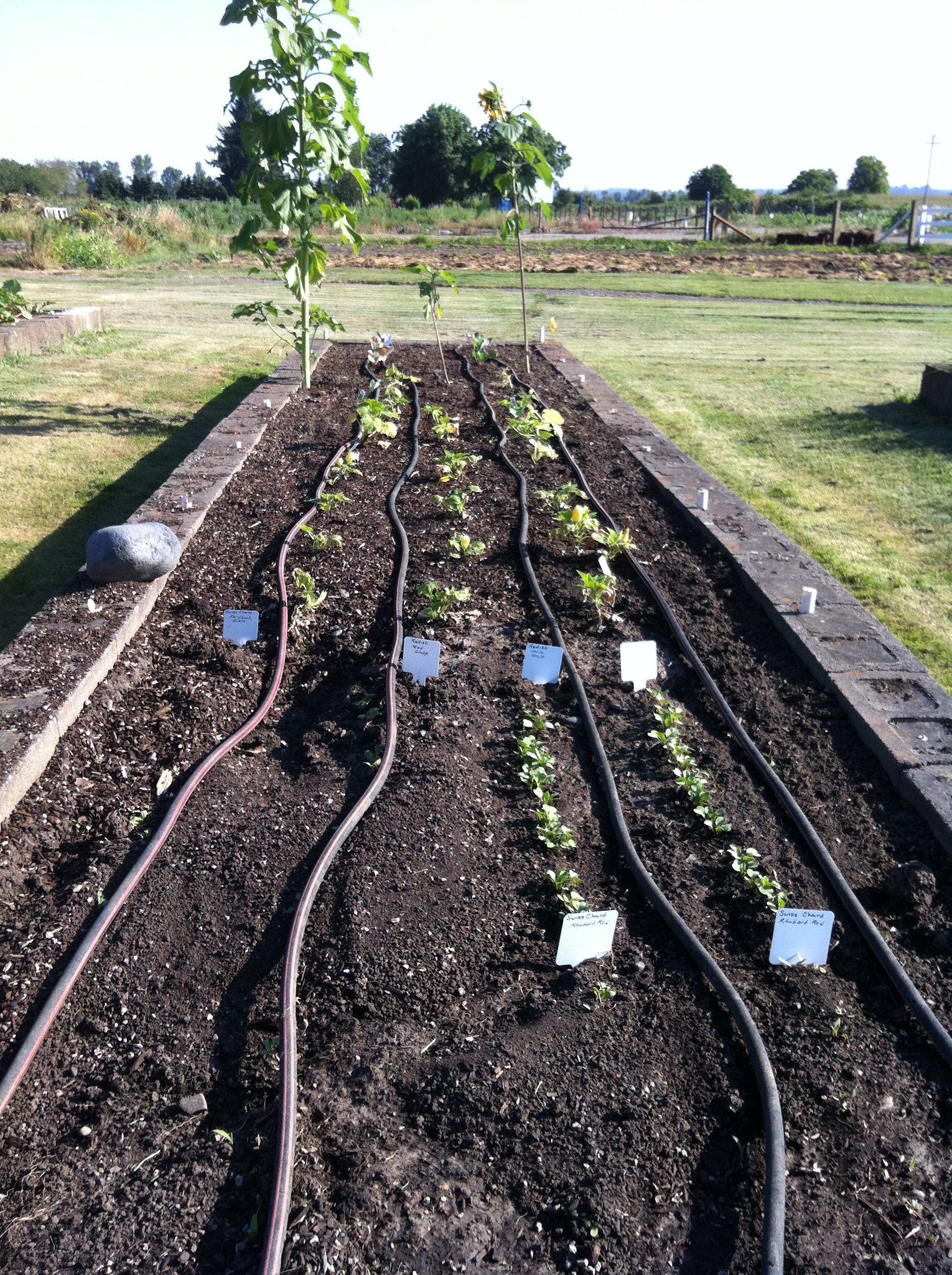 dripirrigationraisedbed OSU Extension Master Gardener Program News