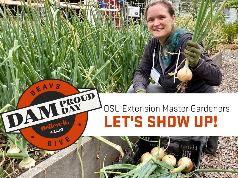 woman in sweatshirt holding in her gloved hand a large onion that she just harvested from a large raised garden bed of onions. Beavs Dam Proud Day Believe it. 4/26/23 OSU Extension Master Gardeners Let's Show Up!