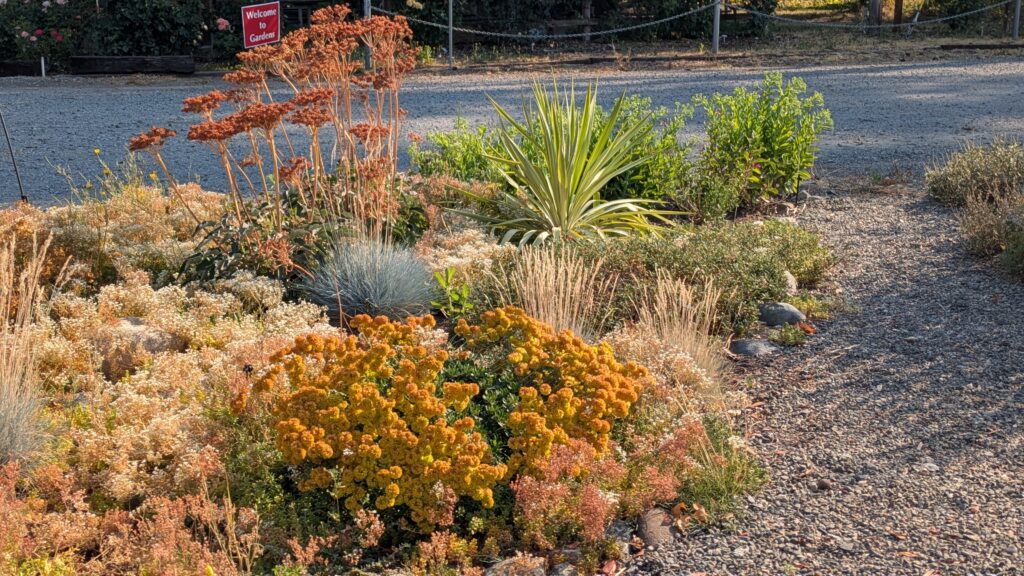 landscape of mixed plants of various textures, with rocks and gravel path