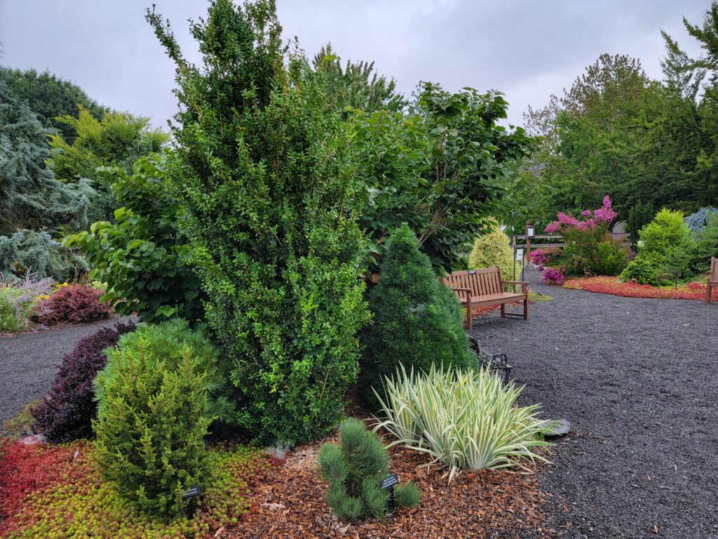 Garden pathway lined with gravel and bordered by a variety of shrubs, conifers, and colorful groundcover, with wooden benches placed among the plantings and bright flowering bushes visible in the background.