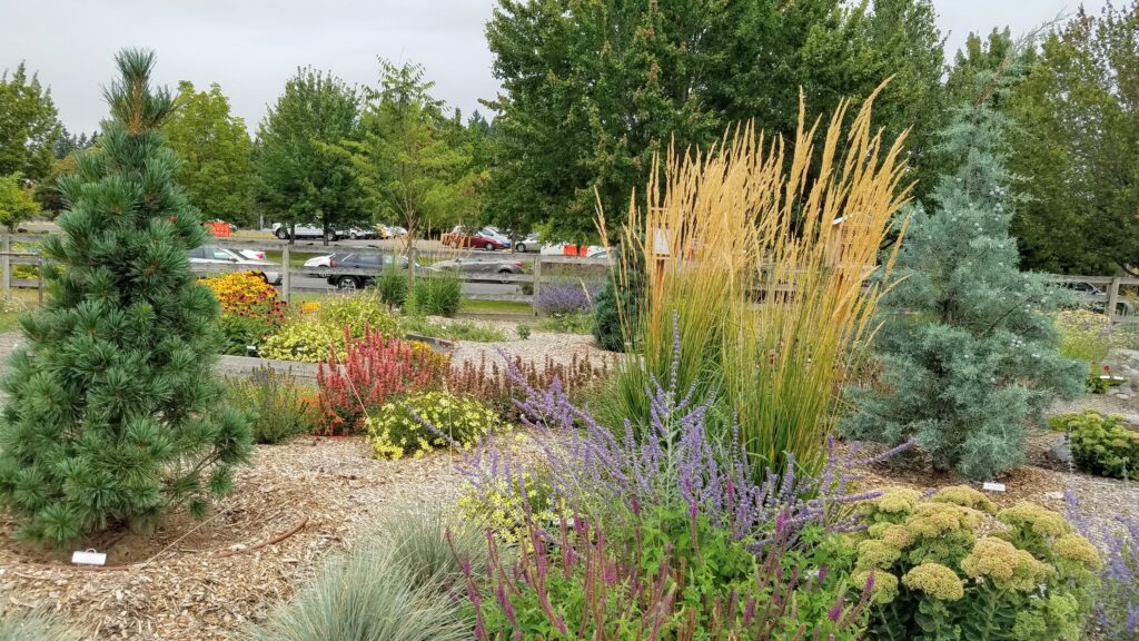 Demonstration garden with a variety of plants, including tall ornamental grasses, purple flowering perennials, evergreen shrubs, and small trees, bordered by mulch pathways with parked cars and trees visible beyond a wooden fence.