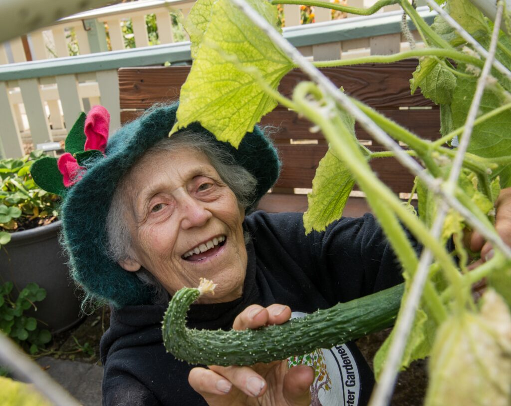 Pat tending to her cucumber plant