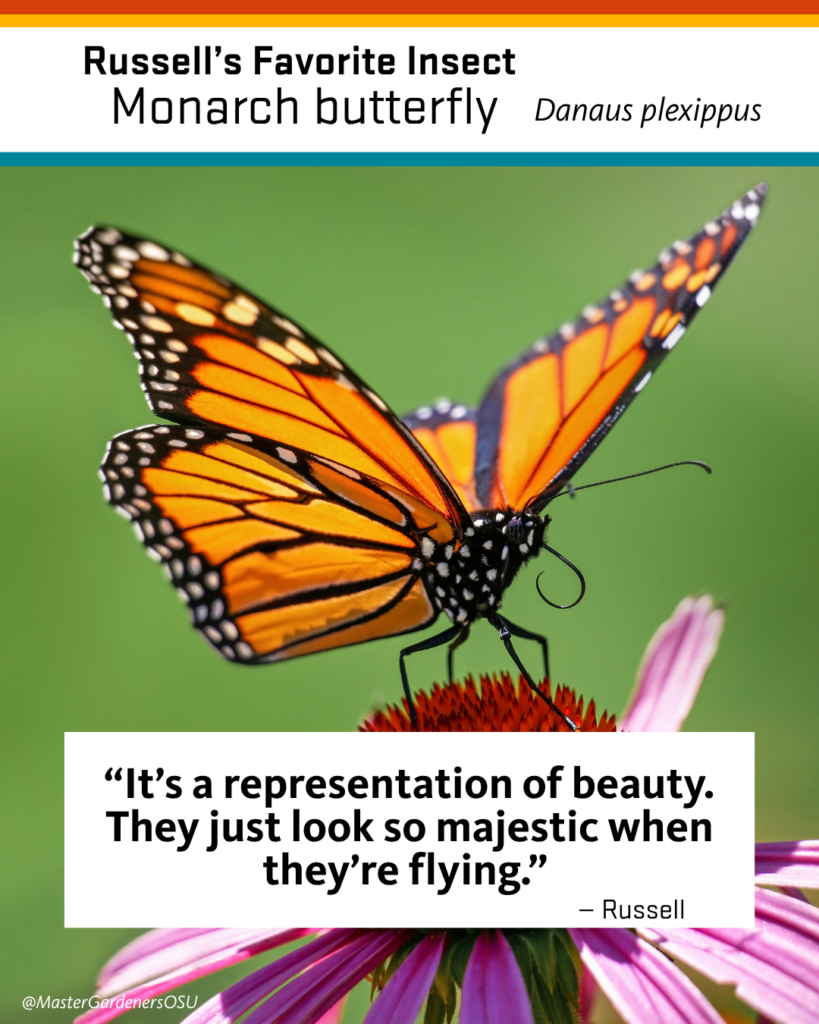 Russell's favorite insect
Monarch butterfly. Danaus plexippus. An orange monarch butterfly lands on a pink flower. Quote overlaid "It's a representation of beauty. They just look so majestic when they're flying." - Russell