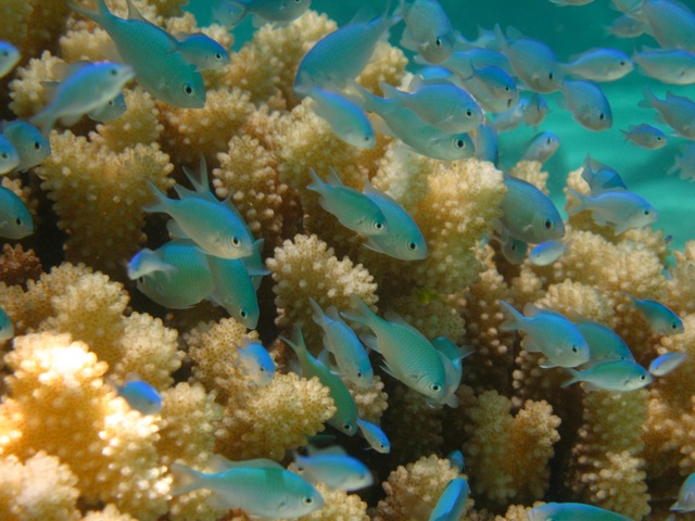 Photo of Chromis by Adrian Stier