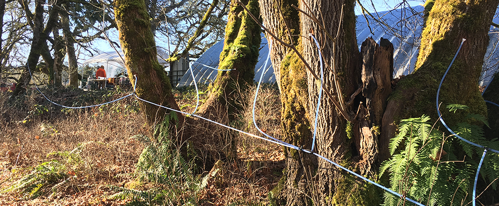 Save Oregon's Oldest Trees