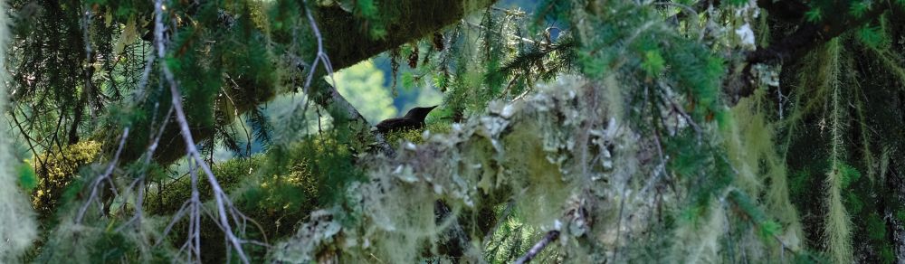 What is the future of Washington state's forests? Endangered marbled  murrelet seabird caught in fight