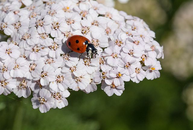 Ladybug (Coccinella septempunctata) on an Common Yarrow's umbel (Achillea millefolium)