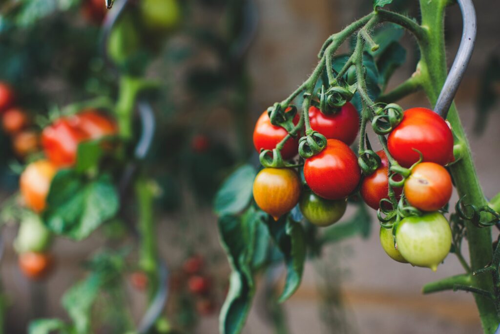 red tomatoes on a green vine