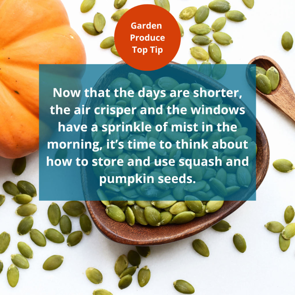 Now that the days are shorter, the air crisper and the windows have a sprinkle of mist in the morning, it’s time to think about how to store and use squash and pumpkin seeds. (text on image of pumpkin and pumpkin seeds)