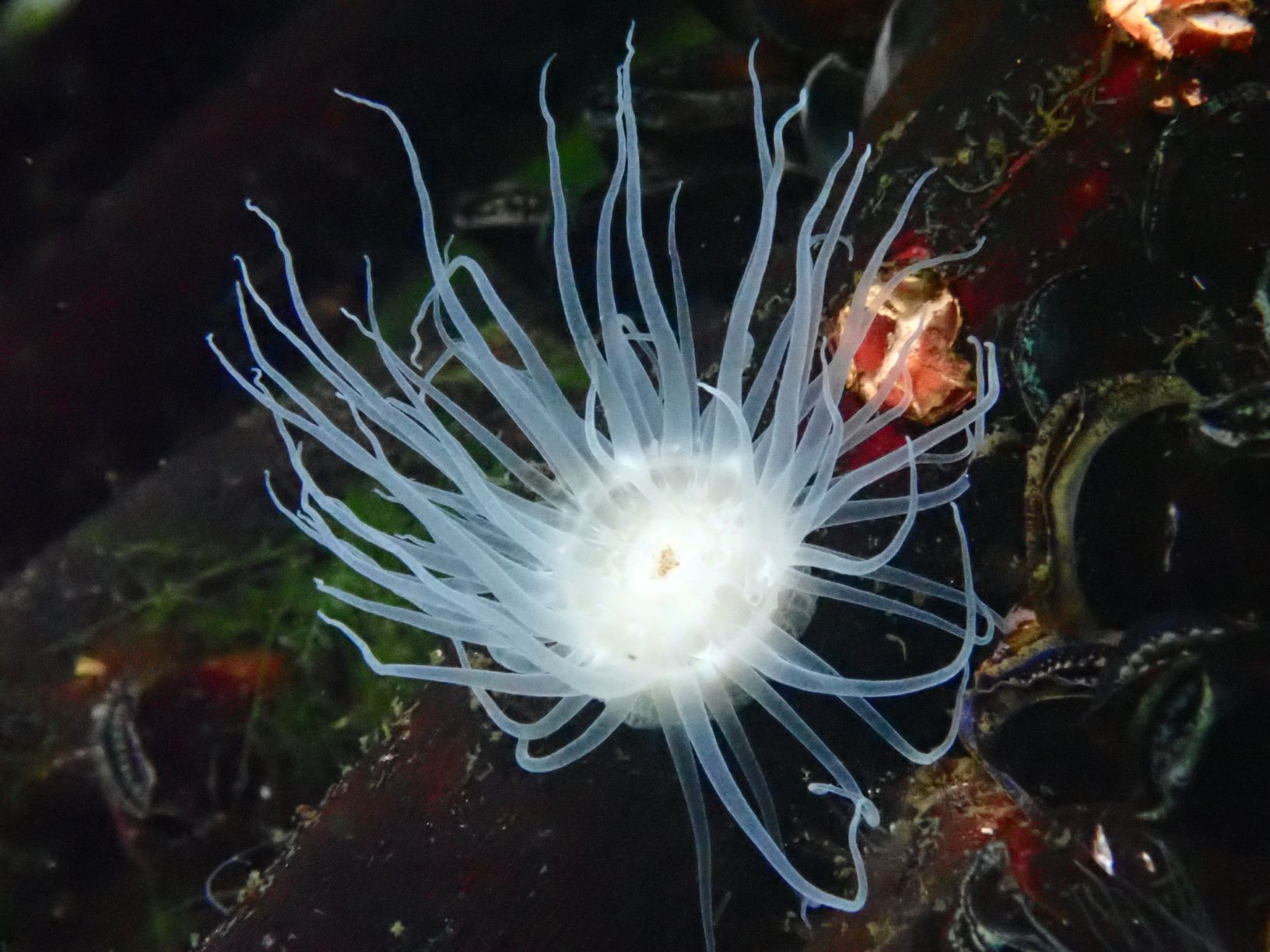 Day 10 Jellyfish Lake and Roof Building FW 391 Ridge to Reef