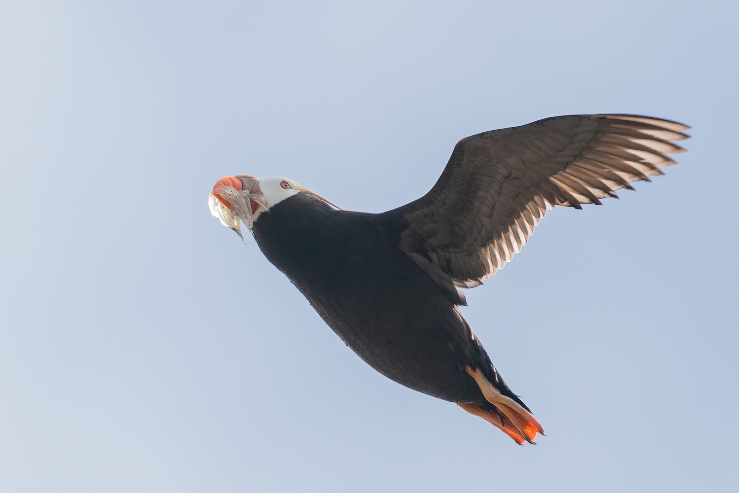 From the top Predators, Oceans & Ecosystems Following seabirds for