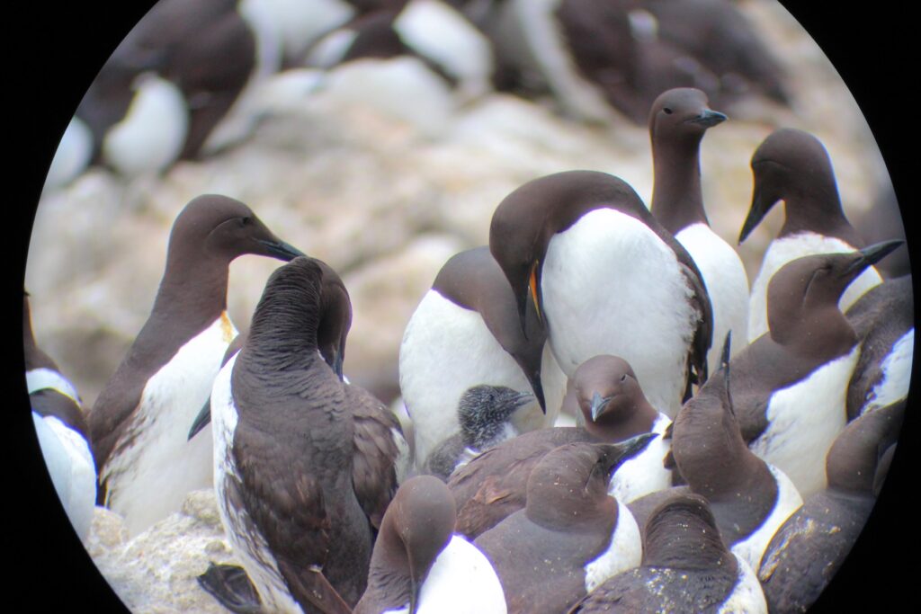 A view through a scope of common murres, centered on a murre chick and its parents.