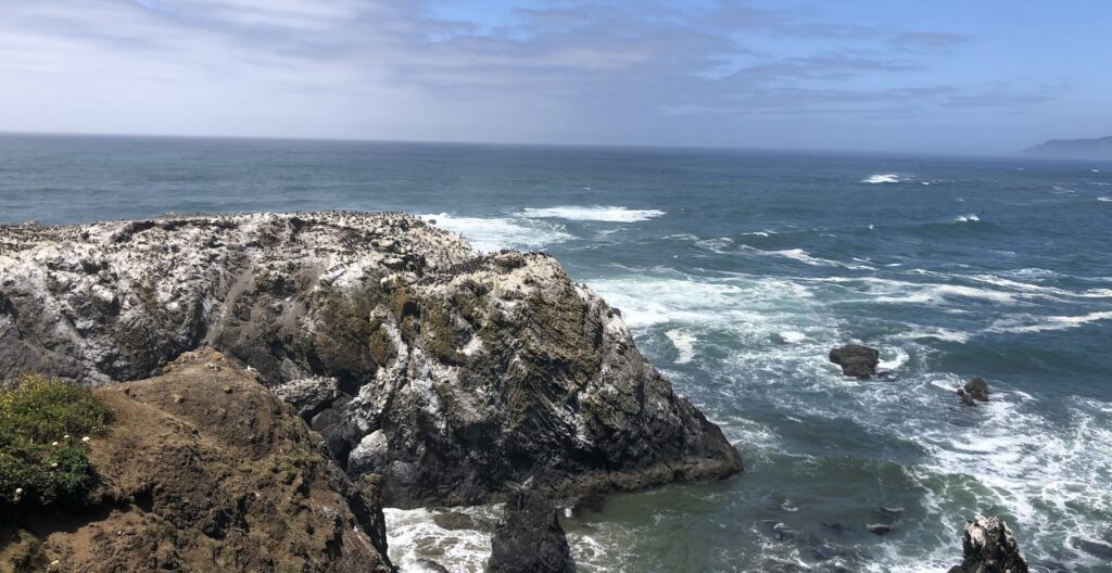 An image on a sunny day of an off-shore rock, Main Colony Rock at Yaquina Head, covered with guano. The nesting seabirds are small and hard to see.