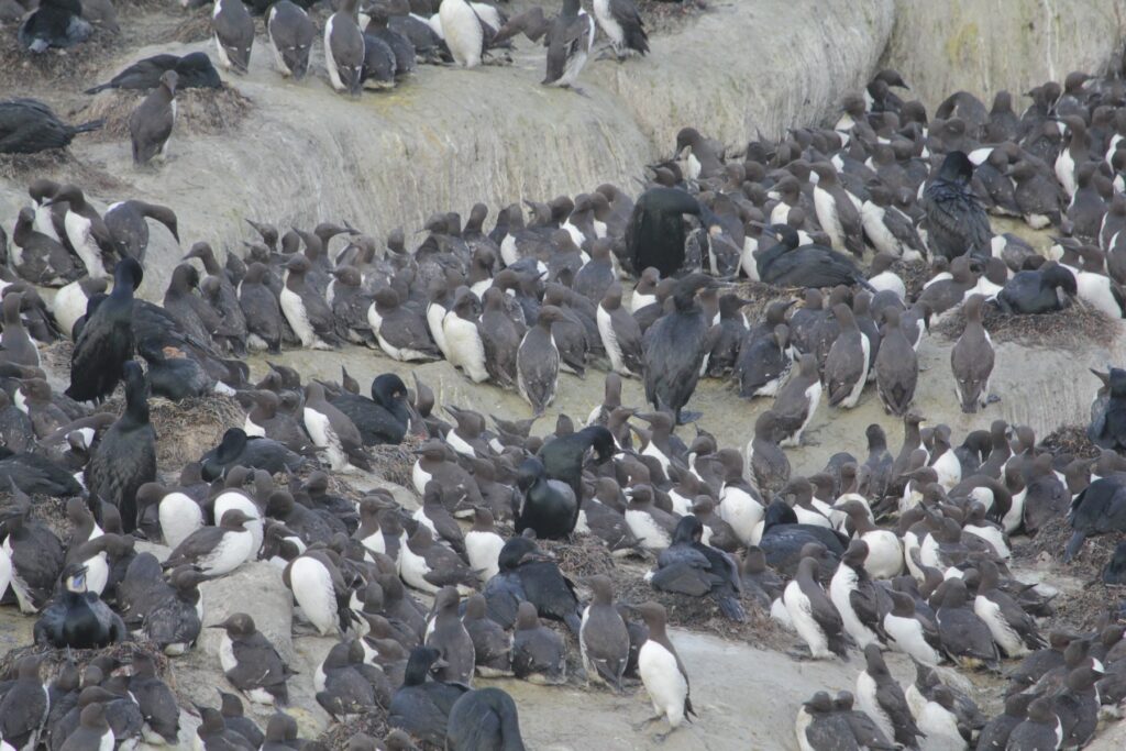 A close-up image of a mixed species seabird colony with clusters of nesting common murres and a few Brandt's cormorants.