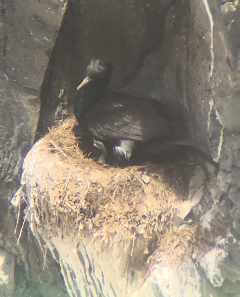 A pelagic cormorant brooding a very tiny chick on a large well built nest of vegetation and guano.