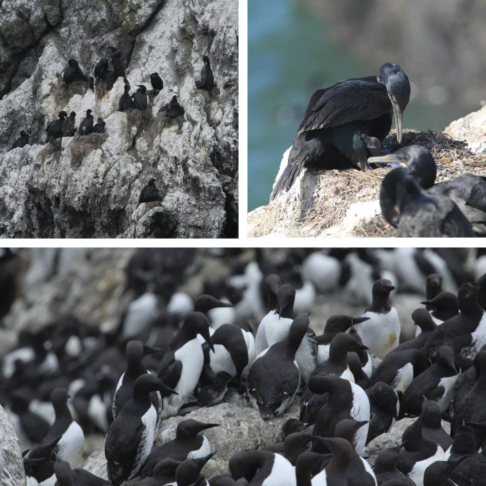 Brandt's Cormorant chicks, both fledged (top left) and recently hatched (top right). Common Murres at Pirate Cove, Depoe Bay. An adult murre is pictured feeding its chick (bottom).