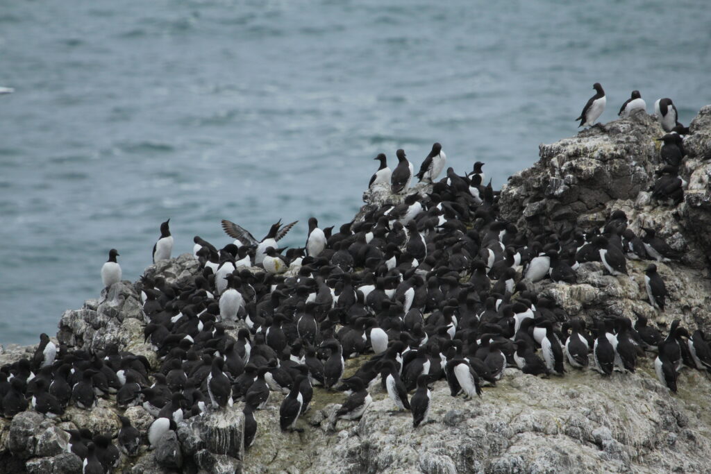 Common Murre colony nesting at Yaquina Head Outstanding Natural Area.