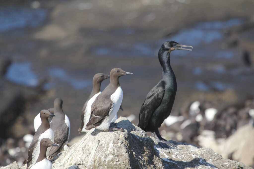 Murres and a Brandt's cormorant at Depoe Bay.