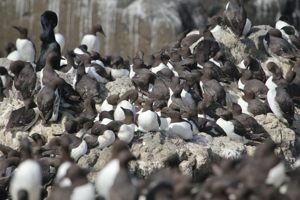 Common Murre colony nesting at Pirate Cove, Depoe Bay. A murre egg can be seen under the center murre.