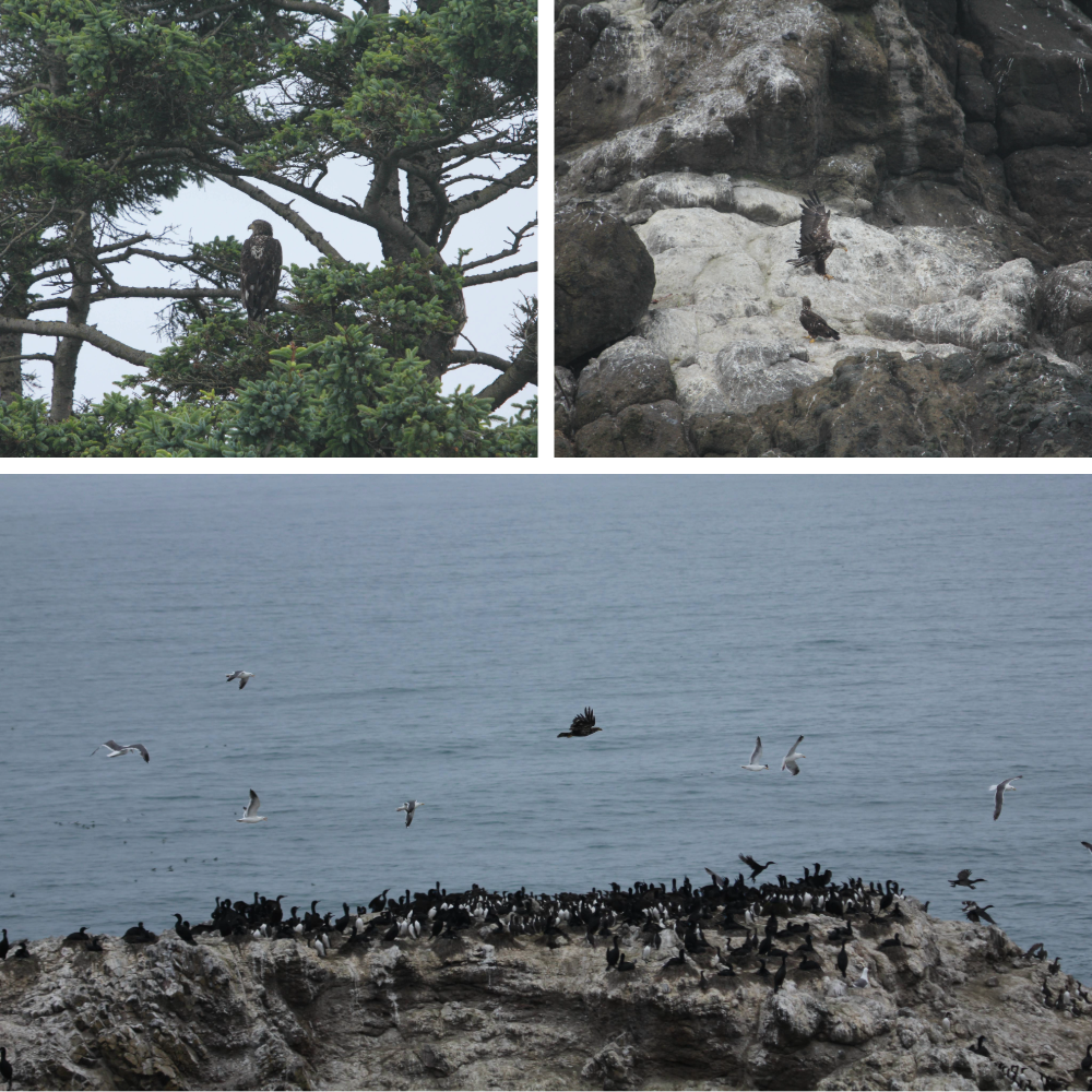 Juvenile Bald Eagle sightings and disturbances against the Common Murre colony and cormorants at Yaquina Head Natural Outstanding Area. The top left image depicts a juvenile Bald Eagle perched in a nearby tree. The top right image depicts two juvenile eagles on Seal Rock. An eagle can be seen flying over the murres and cormorants on Main Colony Rock, with Western Gulls surrounding it. 