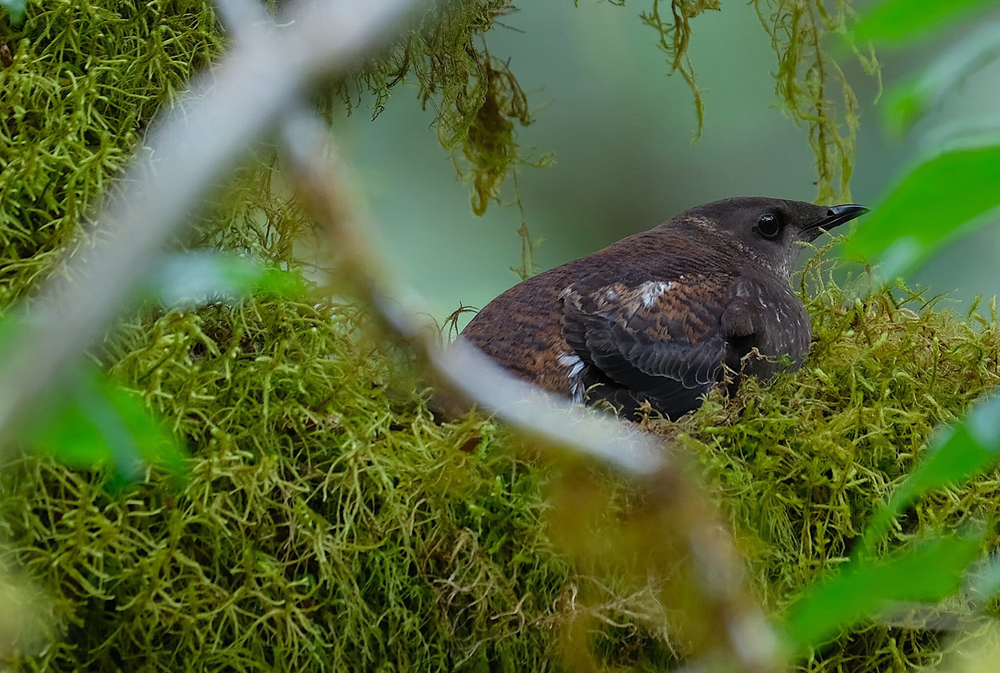 A brown bird with a long bill sits on a moss covered tree branch. 