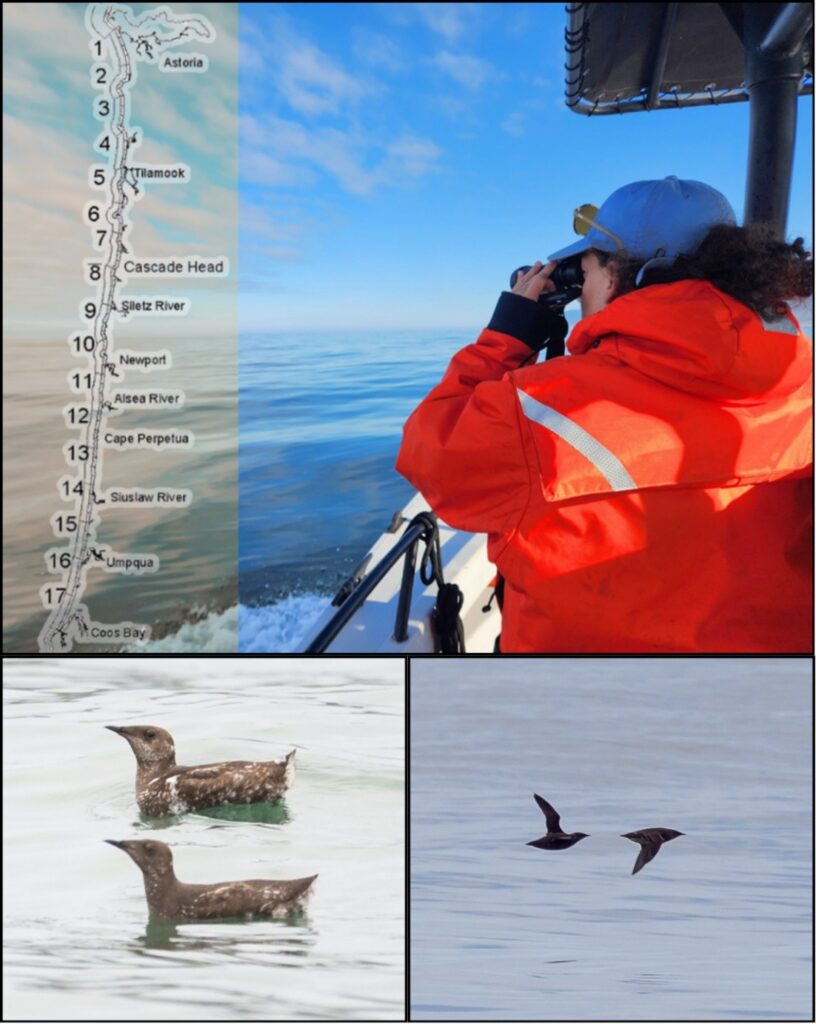 A four paneled figure with a map of Oregon, a person in orange looking out to sea holding binoculars, a pair of brown plumage marbled murrelets sitting on the water, and two marbled murrelet silhouettes flying by. 