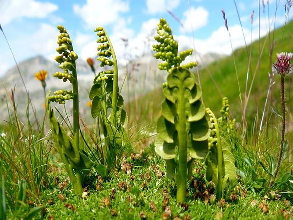 A photo of Botrychium lunaria known as a common moonwort.