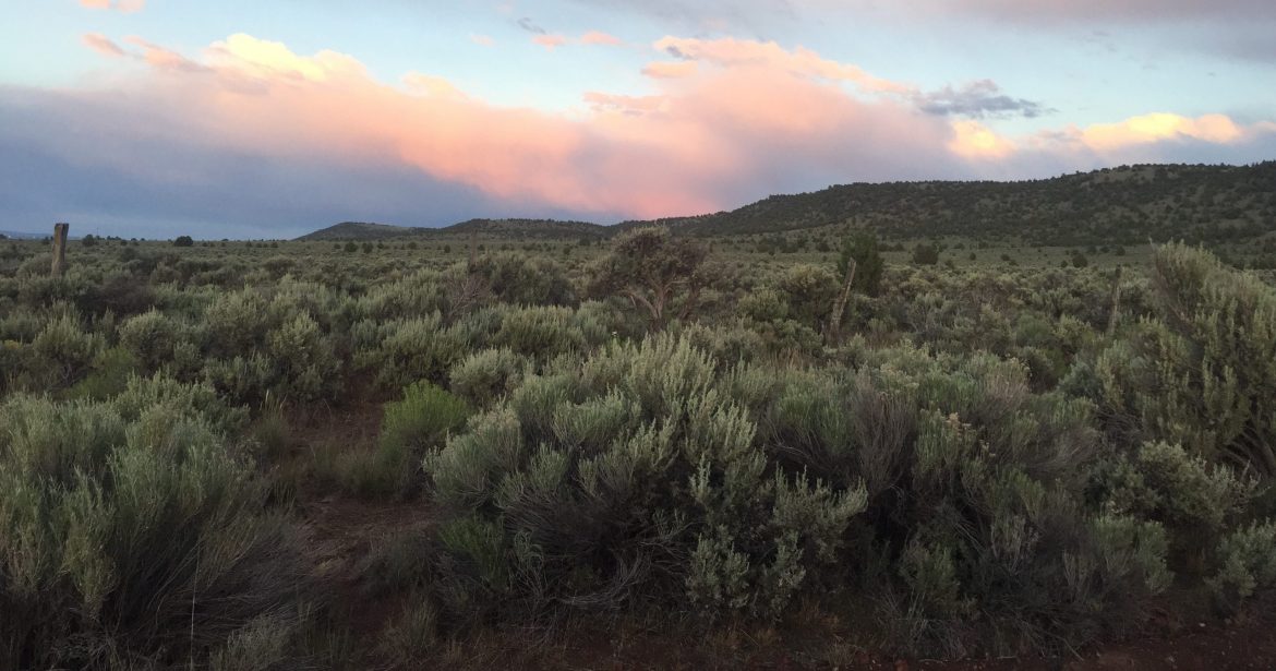 OSU Sagebrush Habitat Team « We are OSU's Sage Steppe Habitat Team, advancing research and