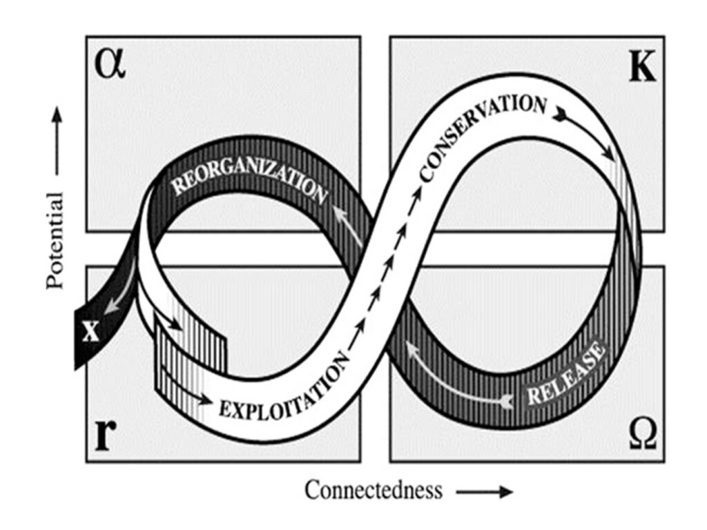 The panarchy cycle.