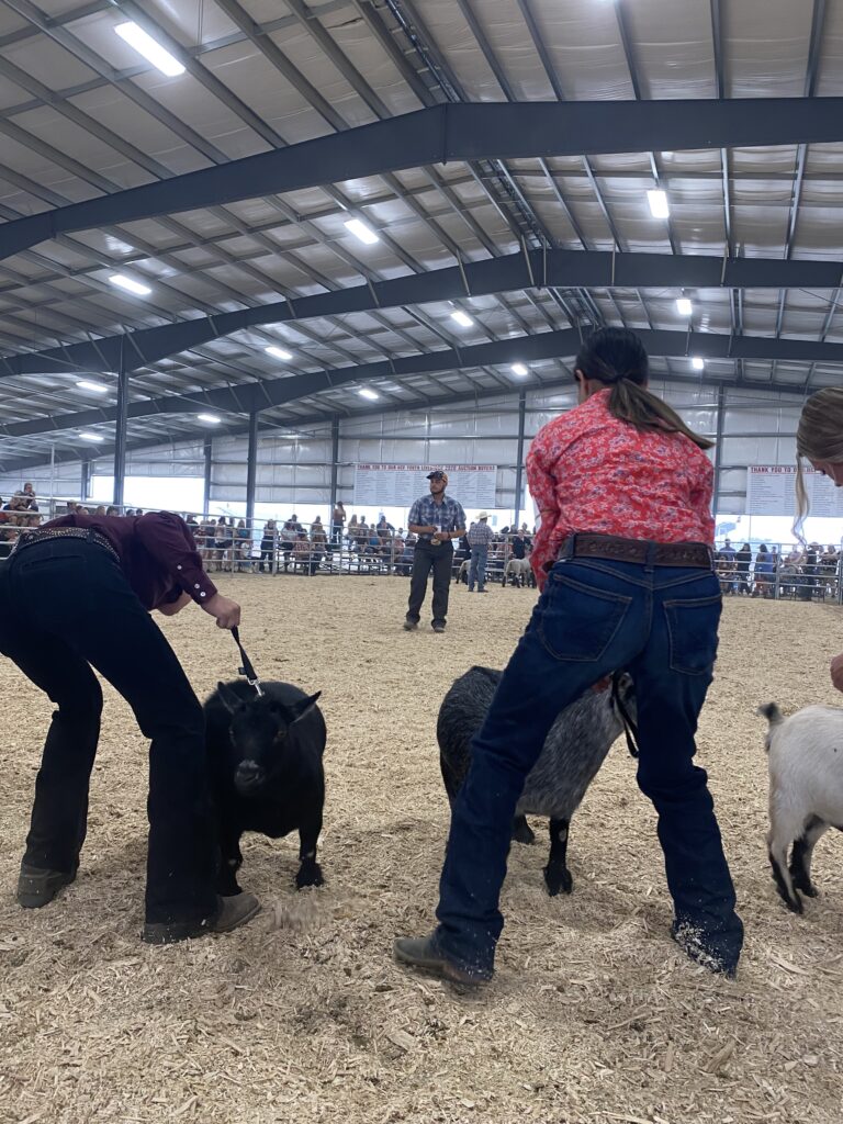 Goat master showmanship judging at the Umatilla County Fair.