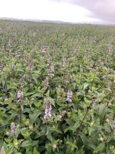 Purple flower stalks peeking above a large field of dense green mint leaves.