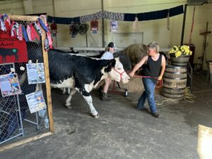 A young man walking a black and white cattle in a fair barn.