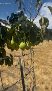 Green pears hanging on a tree over a fence