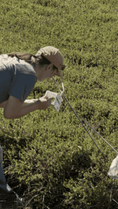 A girl looking over green bushes reading a small booklet.