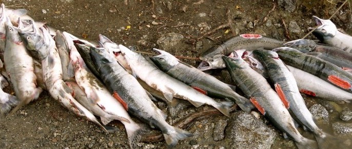 Salmon