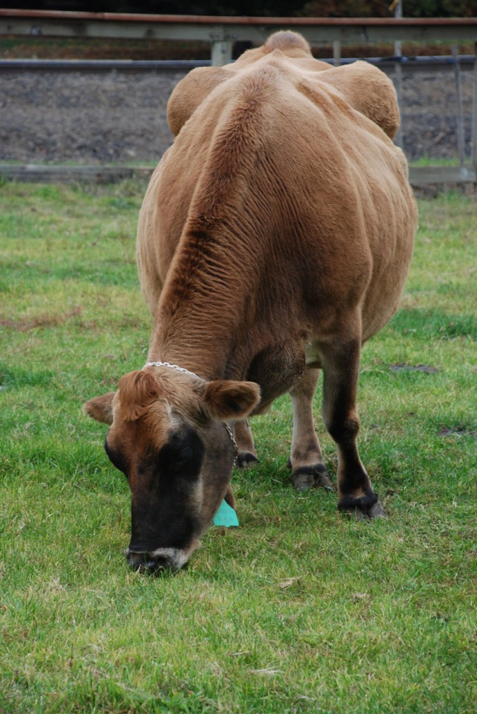 Vet Gazette Beatrice honored with memorial paver Vet Gazette