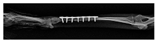 Vet Gazette - Clinical Trial for Miniature Breed Dogs with Radius-Ulna ...