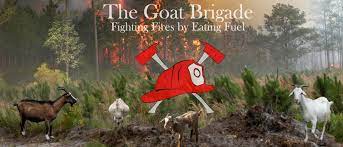 Are Goats the Secret Tool We've Been Looking for to Prevent Wildfires? | Office for Science and Society - McGill University