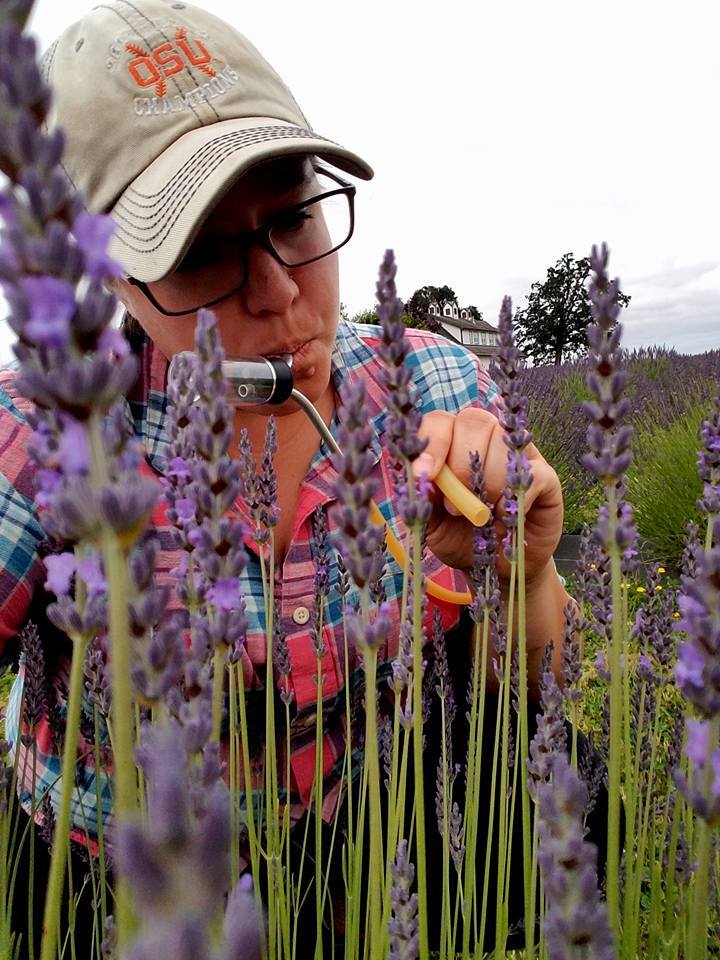 Dr. Scherr sampling insects in lavendar