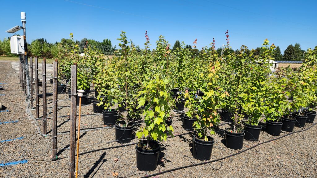 View of gravel pad with potted maple trees