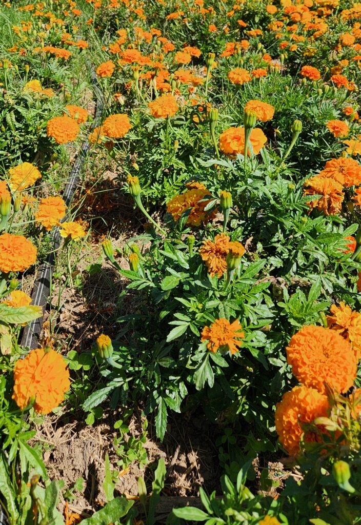 fresh marigolds