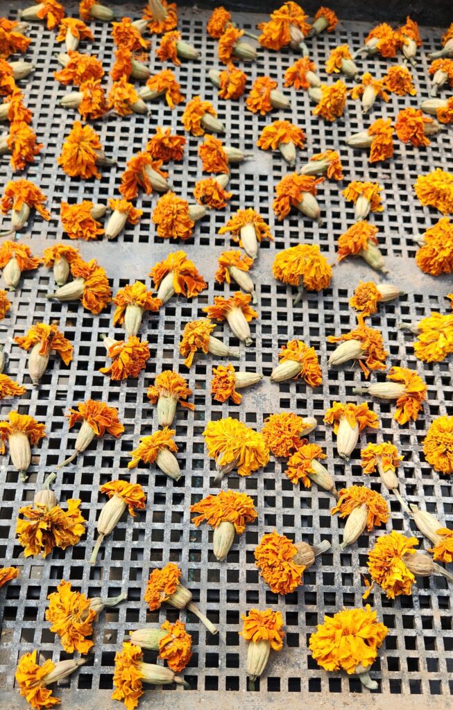 dried marigolds