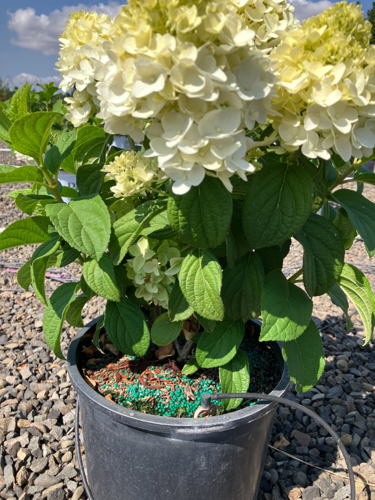 image shows a hydrangea in a pot with drip irrigation