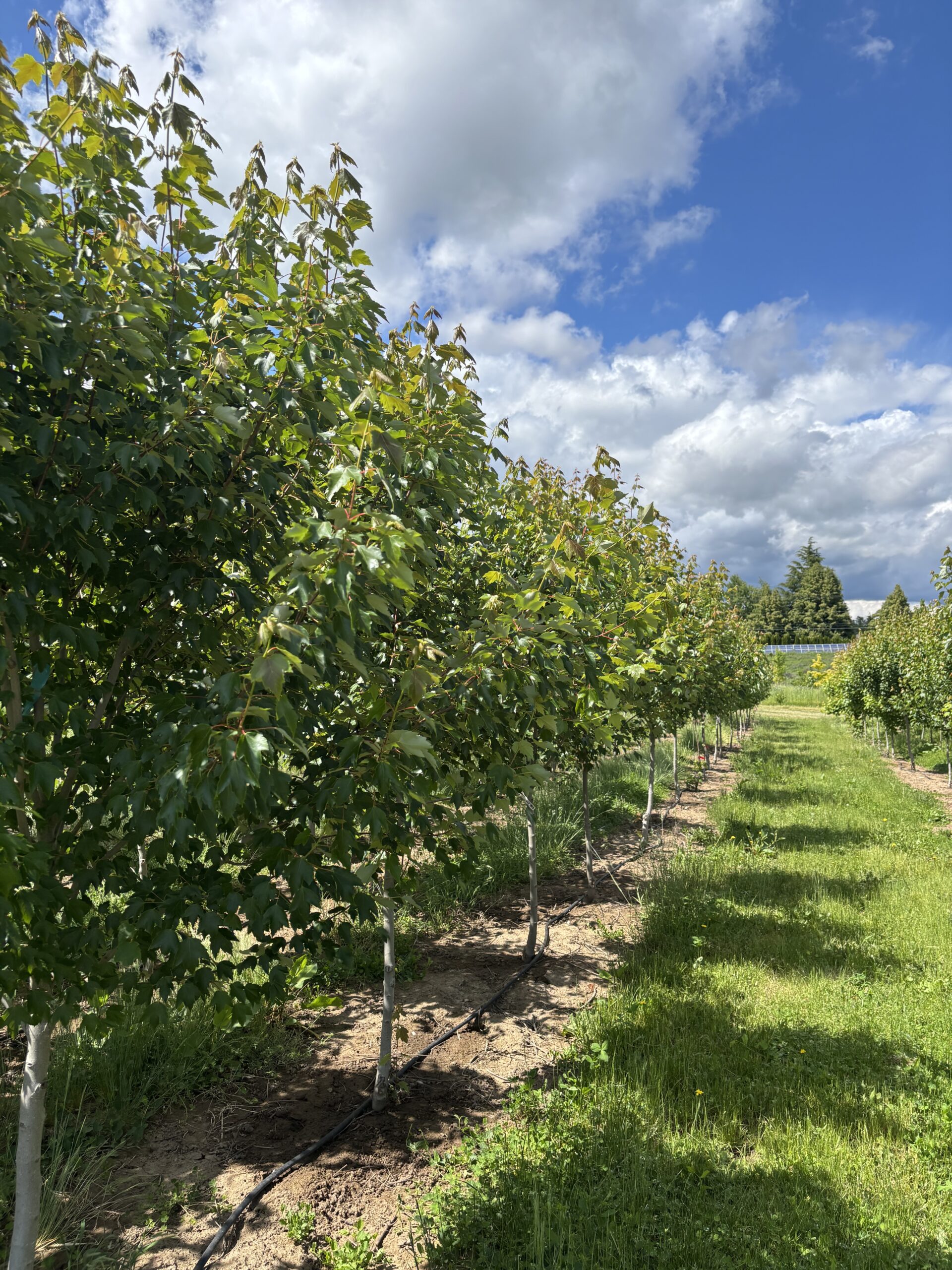 August 2025 Nursery News Notes - Nackley Lab