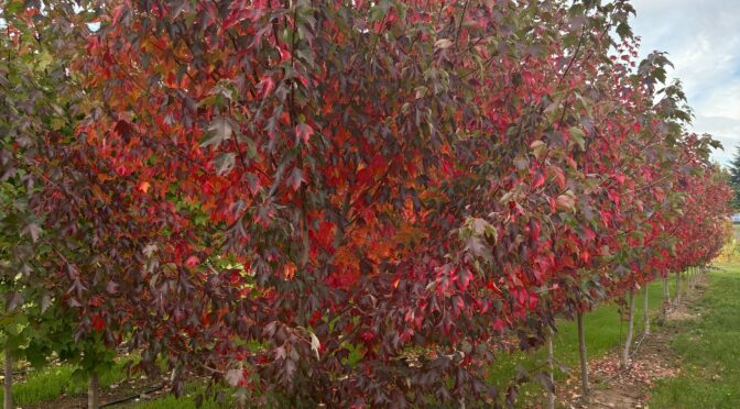 October 2025 Nursery News Notes