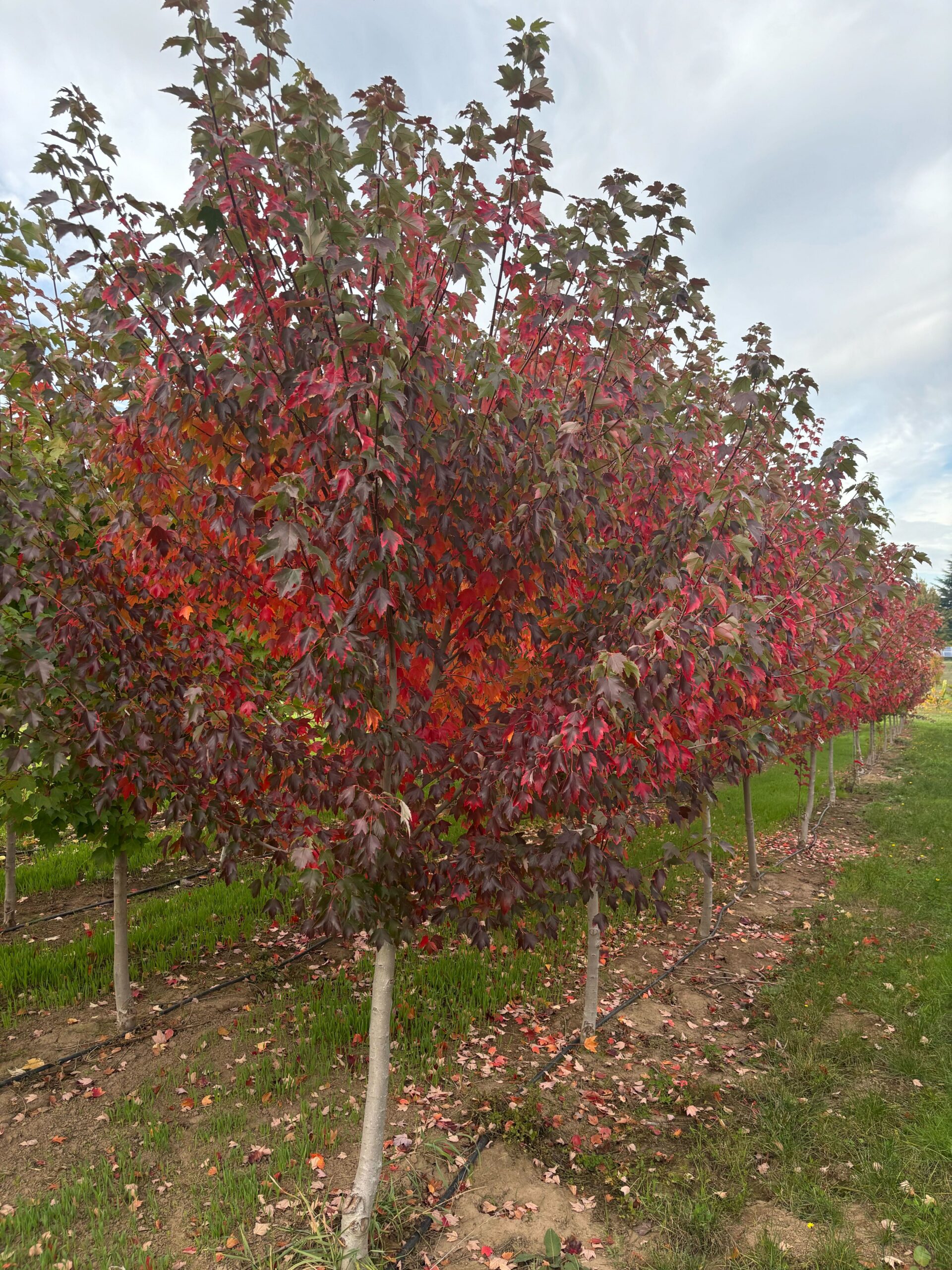October 2025 Nursery News Notes - Nackley Lab