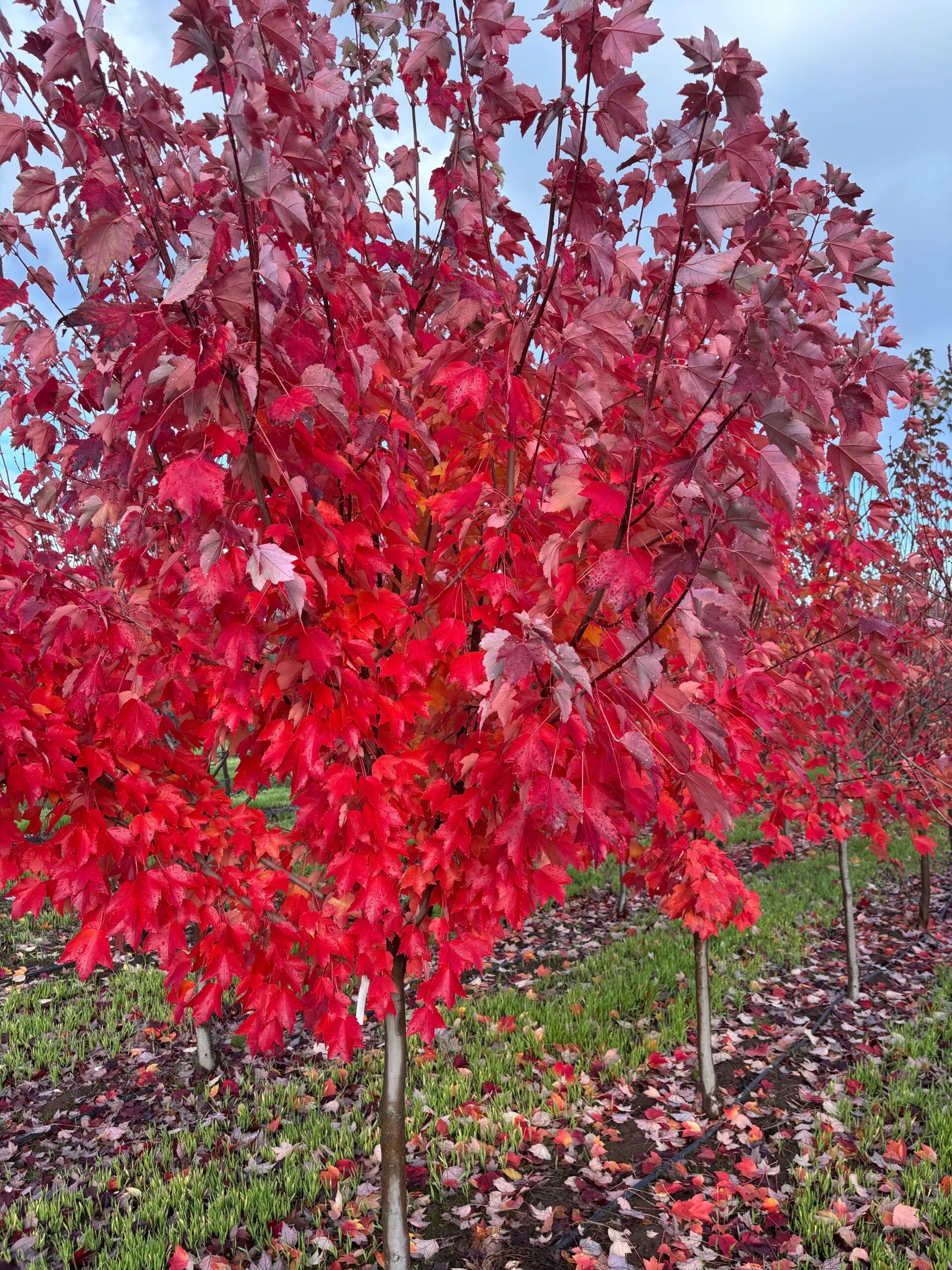 November 2025 Nursery News Notes - Nackley Lab