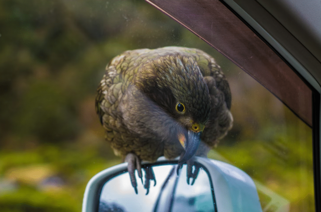 New Zealand Kea Parrot